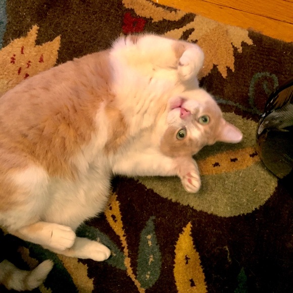 Meet your Posher, Sybil - Picture 1 of 1